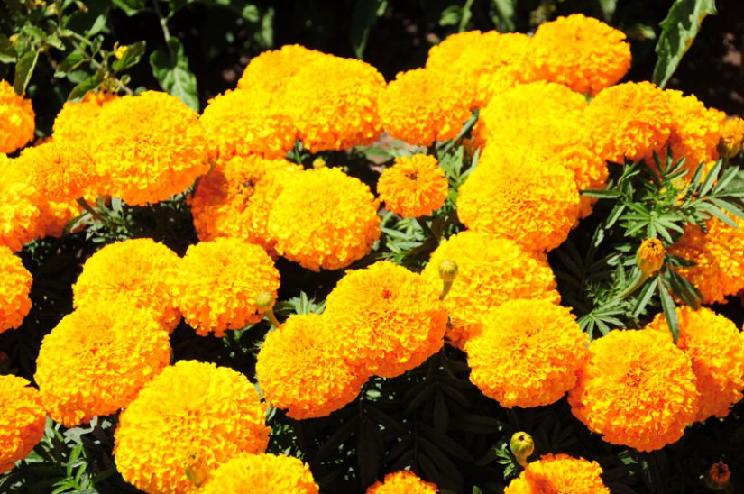 सयपत्री फूलको स्वदेशी उत्पादन राम्रो रहेकाले तिहारमा छिमेकी मुलुक भारतबाट फूल आयात नहुने