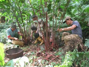 अलैँचीको मूल्य उत्साजनक वृद्धि, प्रतिमन ८० हजार