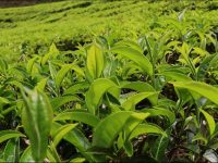 ‘फस्ट फ्लस’को चिया टिपाइ धमाधम, गुणस्तरीय उत्पादनको संभावना