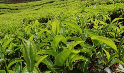 ‘फस्ट फ्लस’को चिया टिपाइ धमाधम, गुणस्तरीय उत्पादनको संभावना