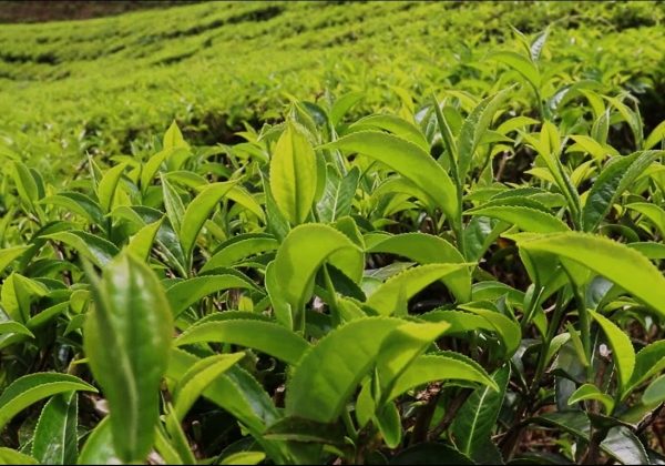 ‘फस्ट फ्लस’को चिया टिपाइ धमाधम, गुणस्तरीय उत्पादनको संभावना