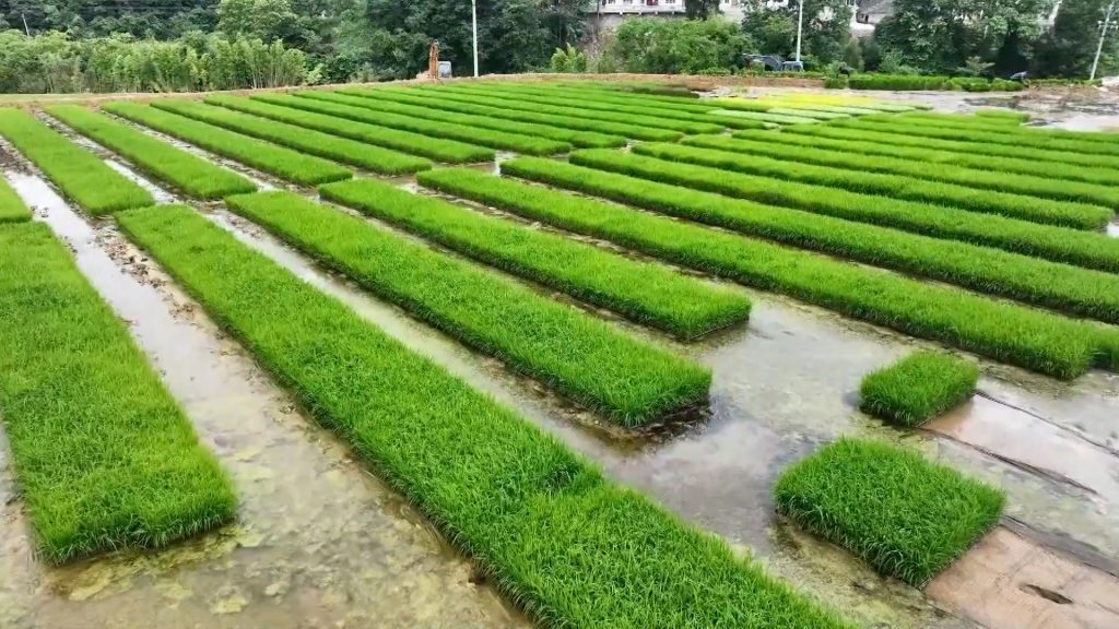 चिनियाँ वैज्ञानिकद्वारा बहुवर्षीय धानको बीउ विकास: अब वर्षौंसम्म एउटै बोटबाट धान फल्ने