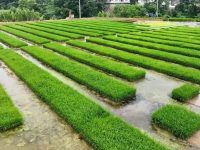 चिनियाँ वैज्ञानिकद्वारा बहुवर्षीय धानको बीउ विकास: अब वर्षौंसम्म एउटै बोटबाट धान फल्ने