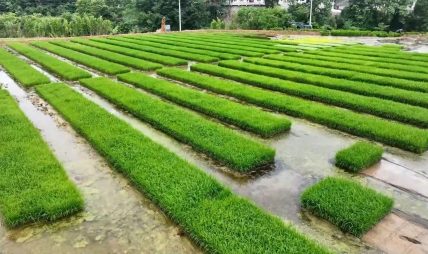 चिनियाँ वैज्ञानिकद्वारा बहुवर्षीय धानको बीउ विकास: अब वर्षौंसम्म एउटै बोटबाट धान फल्ने