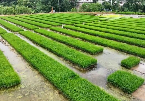 चिनियाँ वैज्ञानिकद्वारा बहुवर्षीय धानको बीउ विकास: अब वर्षौंसम्म एउटै बोटबाट धान फल्ने