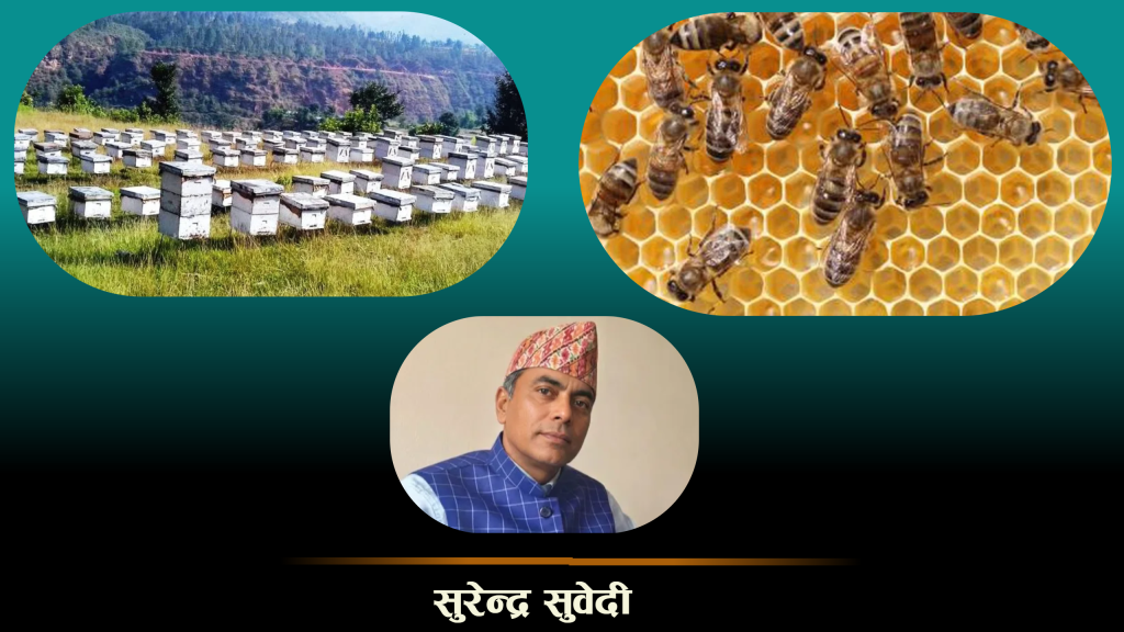 नेपालमा मौरीपालन व्यवसाय : समस्यादेखि अवसरसम्म