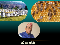 नेपालमा मौरीपालन व्यवसाय : समस्यादेखि अवसरसम्म