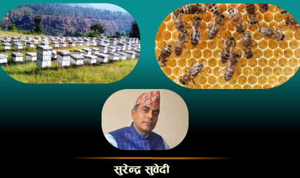 नेपालमा मौरीपालन व्यवसाय : समस्यादेखि अवसरसम्म