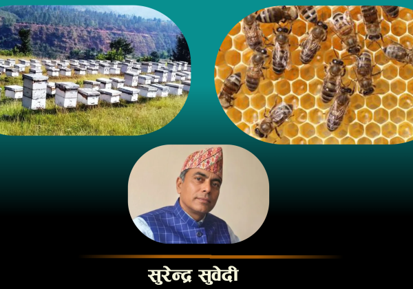 नेपालमा मौरीपालन व्यवसाय : समस्यादेखि अवसरसम्म